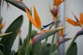 Side view of tropical plant, Orange Bird of Paradise flower, Strelitzia reginae, Royalty Free Stock Photo