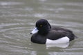 Tufted Duck (Aythya fuligula) male