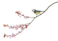 Side view of a tweeting Blue Tit perching on a blossoming branch