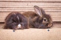 Side view of two adorable lion head rabbit bunnys lying
