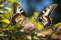 Side View of Two Beautiful Lime Swallowtails Alight on the Flower Plant on Bright Day