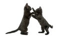 Side view of two Black kittens playing, 2 months old, isolated