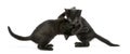 Side view of two Black kittens playing, 2 months old, isolated Royalty Free Stock Photo