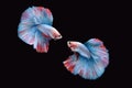 Side view of two Double tail grizzle betta siamese fighting fish in blue white red color isolated on black background Royalty Free Stock Photo