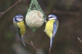 Side view of two garden birds perched on feeder.