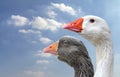 Side view of two goose