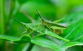 Side view of two grasshopper are breeding on lea