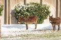 Side view of two gray brown donkeys standing on snow. In a winter landscape on the farm Royalty Free Stock Photo