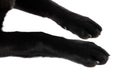 Side view of two labrador retriever dog`s paws Royalty Free Stock Photo