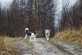 Mixed breed dogs at walk on dirty country road Royalty Free Stock Photo