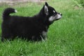 Side View of a Two Month Old Alusky Pup