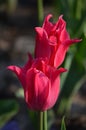 Side view of two small vivid pink tulip flowers and green leaves in a sunny spring garden, beautiful outdoor floral background pho Royalty Free Stock Photo