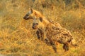 Hyena cubs Kruger Royalty Free Stock Photo