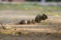Side view of Two squirrel  sitting on ground  and eating food Royalty Free Stock Photo