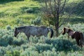 Side view of two wild horses at sunrise wandering at Teddy Roosevelt National Park