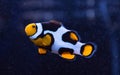 Clownfish swimming