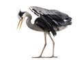 Side view of an upset Grey Heron, looking down, Ardea cinerea Royalty Free Stock Photo