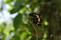 Side view of a Variegated Flutterer dragonfly perched on top of an elevated dry stem