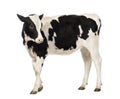 Side view of a Calf, 8 months old, looking backwar Royalty Free Stock Photo