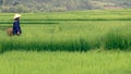 Vietnamese peasant in rice fields Royalty Free Stock Photo