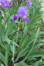 Side view of violet flower of Iris germanica Royalty Free Stock Photo