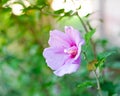 Side view violet hibiscus flower blossom, larger showier blooming in a cool blue-light purple color of hybrid rose at backyard