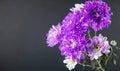 side view of violet and white color chrysanthemum flowers bouquet isolated at black background with copy space Royalty Free Stock Photo