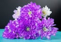 side view of violet and white color chrysanthemum flowers bouquet isolated at blue and black background Royalty Free Stock Photo