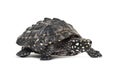 Side view of a Walking Black pond turtle, Geoclemys hamiltonii Royalty Free Stock Photo