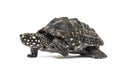 Side view of a Walking Black pond turtle, Geoclemys hamiltonii Royalty Free Stock Photo