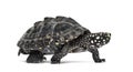 Side view of a Walking Black pond turtle, Geoclemys hamiltonii Royalty Free Stock Photo