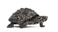 Side view of a Walking Black pond turtle, Geoclemys hamiltonii Royalty Free Stock Photo