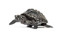 Side view of a Walking Black pond turtle, Geoclemys hamiltonii Royalty Free Stock Photo