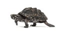 Side view of a Walking Black pond turtle, Geoclemys hamiltonii Royalty Free Stock Photo