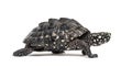 Side view of a Walking Black pond turtle, Geoclemys hamiltonii Royalty Free Stock Photo