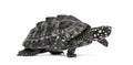 Side view of a Walking Black pond turtle, Geoclemys hamiltonii Royalty Free Stock Photo