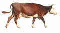 Side view of a walking brown cow Royalty Free Stock Photo