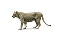 Side view of walking lion isolated on White Background Royalty Free Stock Photo