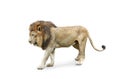 Side view of walking lion isolated on White Background Royalty Free Stock Photo