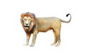 Side view of walking lion looking at camera Royalty Free Stock Photo