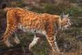 Lynx feline beast - Eurasian lynx in the wild