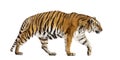 Side view of a walking tiger, big cat, isolated Royalty Free Stock Photo