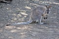 Wallaroo with long tail