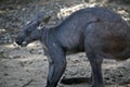 Wallaroo, Euro, Kangaroo Royalty Free Stock Photo