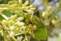 Wasp On Blossoms Of Avocado Tree