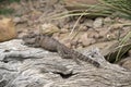 This is a side view of a water dragon lizard Royalty Free Stock Photo