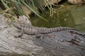 The water dragon is a grey and black lizard with white dotted lines Royalty Free Stock Photo