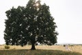 Side view of wedding couple walk to big tree in field. Groom and bride outdoors. Summer wedding Royalty Free Stock Photo