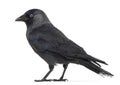 Side view of a Western Jackdaw, Corvus monedula