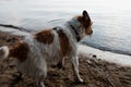 Side view of wet dog shaking off water while standing onshore, outdoors. Motion blur, selective focus Royalty Free Stock Photo